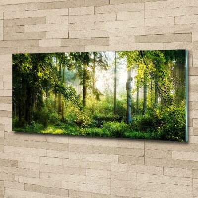 Foto obraz akryl do obývačky Ranné slnko les
