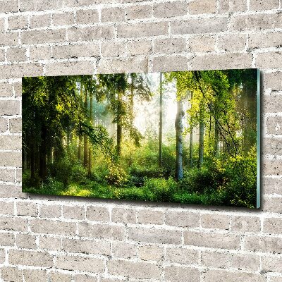 Foto obraz akryl do obývačky Ranné slnko les