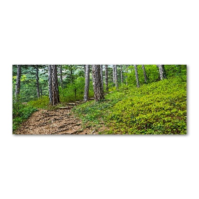 Foto obraz akrylový na stenu Lesný chodník