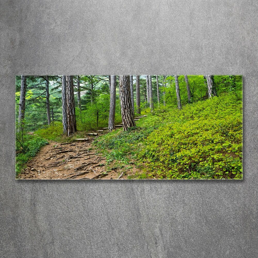 Foto obraz akrylový na stenu Lesný chodník