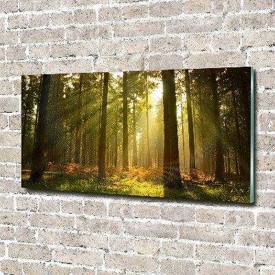 Foto obraz akryl do obývačky Les slnko
