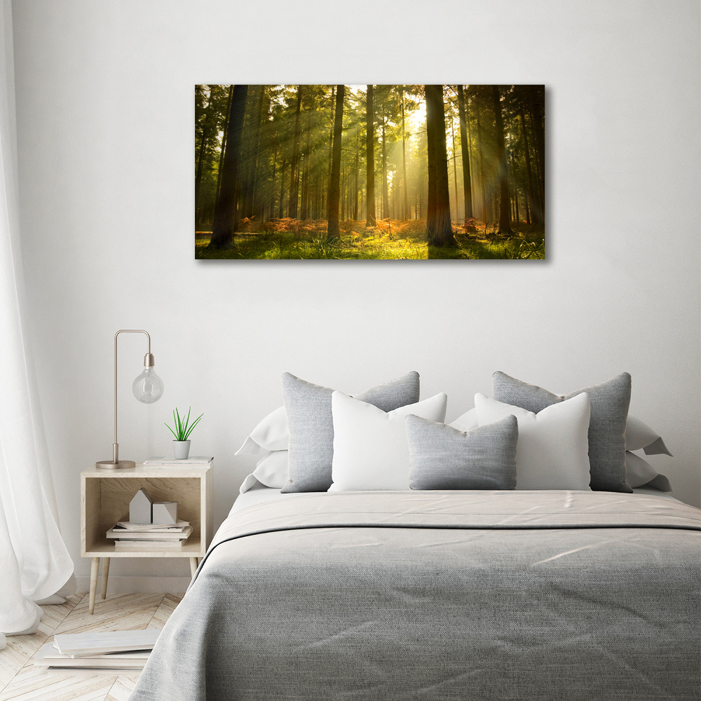 Foto obraz akryl do obývačky Les slnko