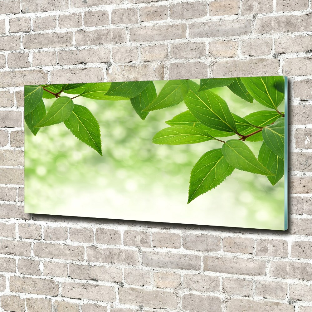Foto obraz akrylové sklo Zelené lístie