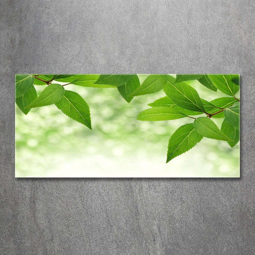 Foto obraz akrylové sklo Zelené lístie