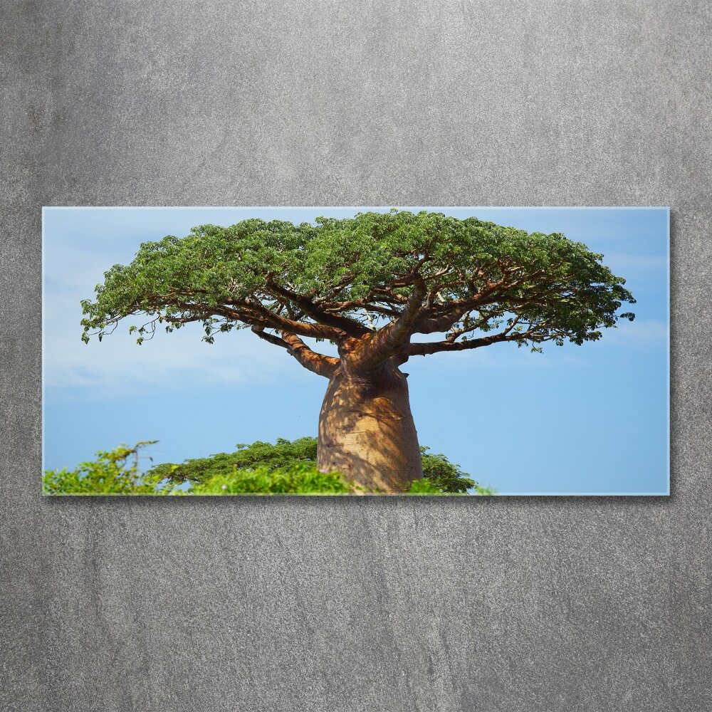 Foto obraz akrylový na stenu Baobab