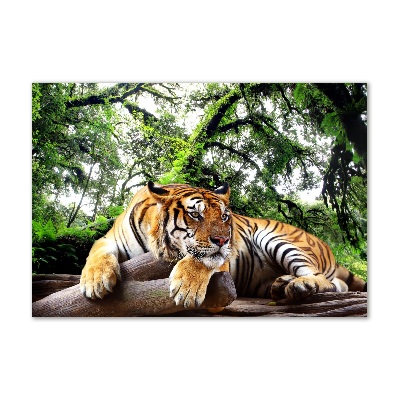 Foto obraz akrylový na stenu Tiger na skale