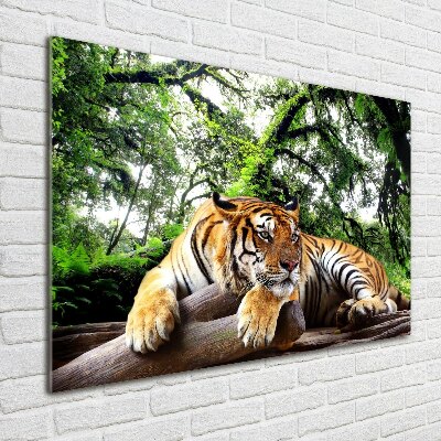 Foto obraz akrylový na stenu Tiger na skale