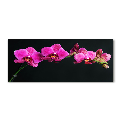 Foto obraz akrylový Orchidea
