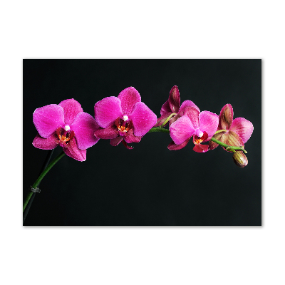 Foto obraz akrylový Orchidea