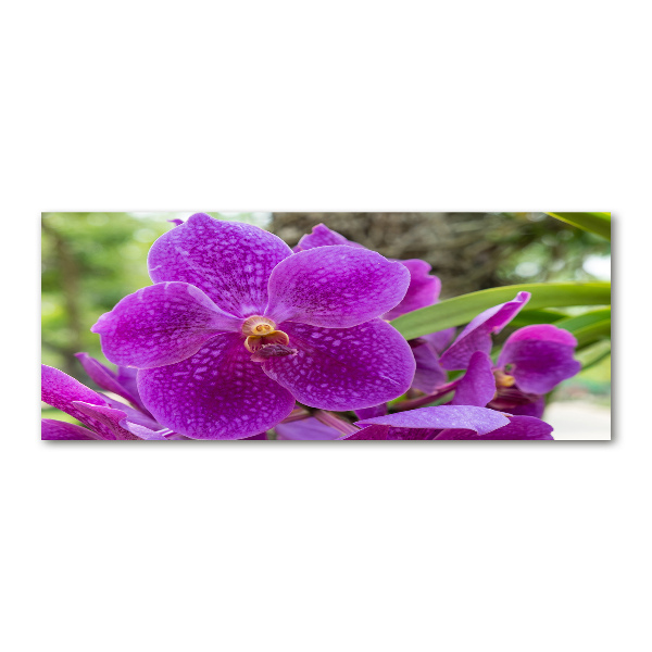 Foto obraz akrylové sklo Orchidea