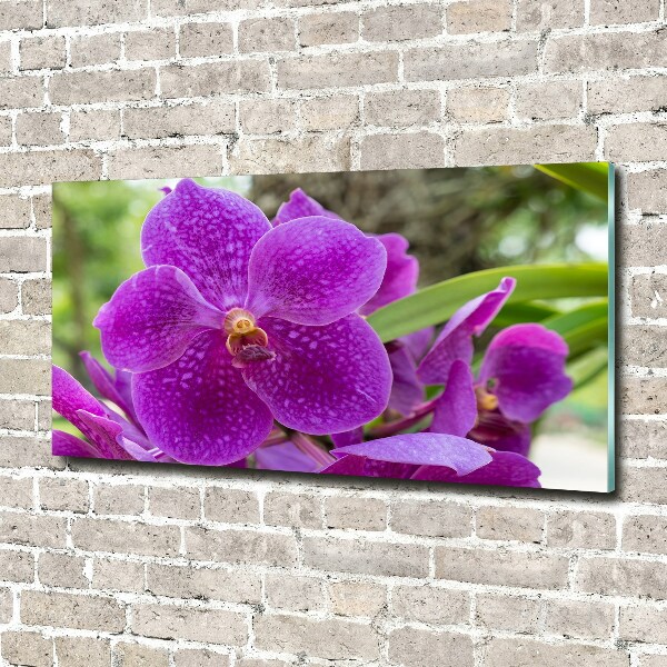Foto obraz akrylové sklo Orchidea