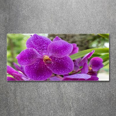 Foto obraz akrylové sklo Orchidea