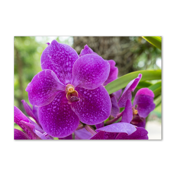 Foto obraz akrylové sklo Orchidea