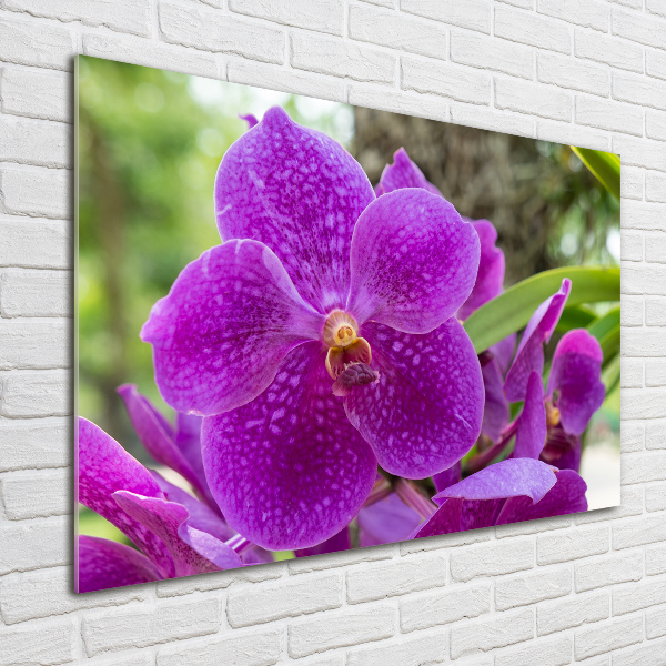 Foto obraz akrylové sklo Orchidea