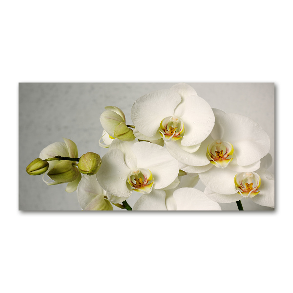 Foto obraz akrylový Biela orchidea