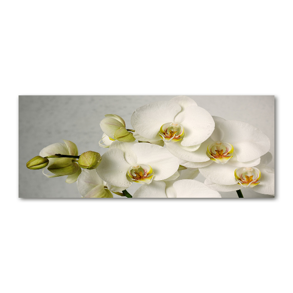 Foto obraz akrylový Biela orchidea