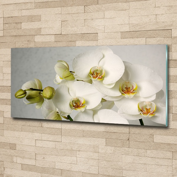 Foto obraz akrylový Biela orchidea