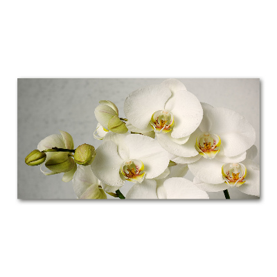 Foto obraz akrylový Biela orchidea