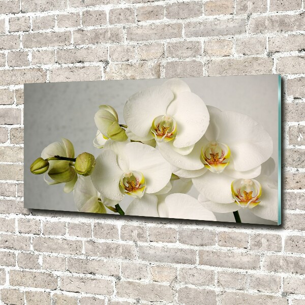 Foto obraz akrylový Biela orchidea