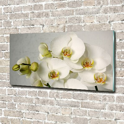 Foto obraz akrylový Biela orchidea