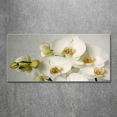 Foto obraz akrylový Biela orchidea