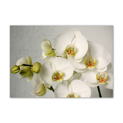 Foto obraz akrylový Biela orchidea