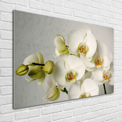 Foto obraz akrylový Biela orchidea