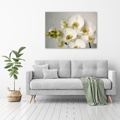 Foto obraz akrylový Biela orchidea