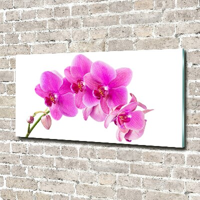 Foto obraz akrylový Ružová orchidea