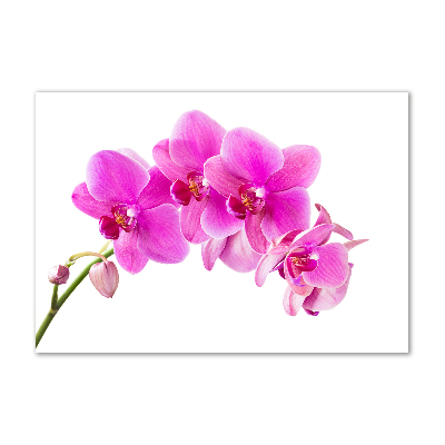 Foto obraz akrylový Ružová orchidea