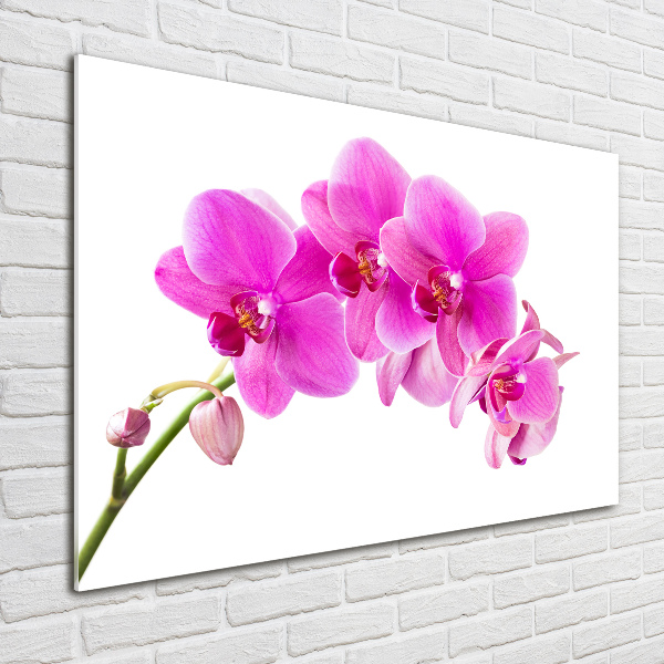 Foto obraz akrylový Ružová orchidea