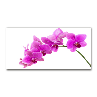 Foto obraz akrylový Ružová orchidea