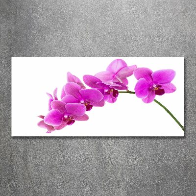 Foto obraz akrylový Ružová orchidea