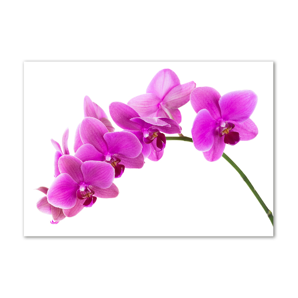 Foto obraz akrylový Ružová orchidea