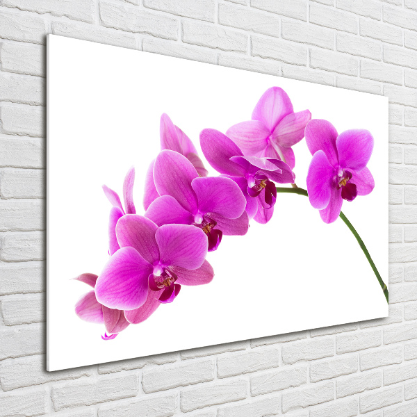 Foto obraz akrylový Ružová orchidea