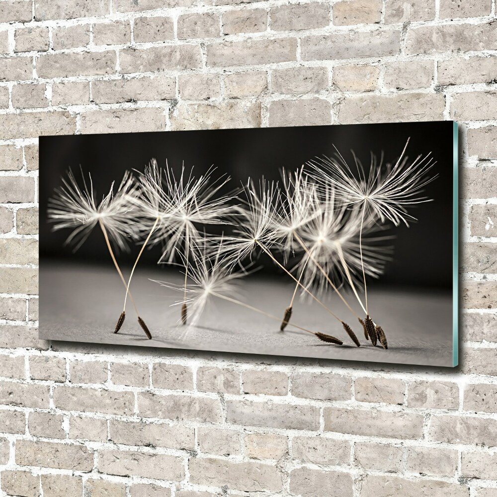 Foto obraz akrylové sklo Semeno púpavy