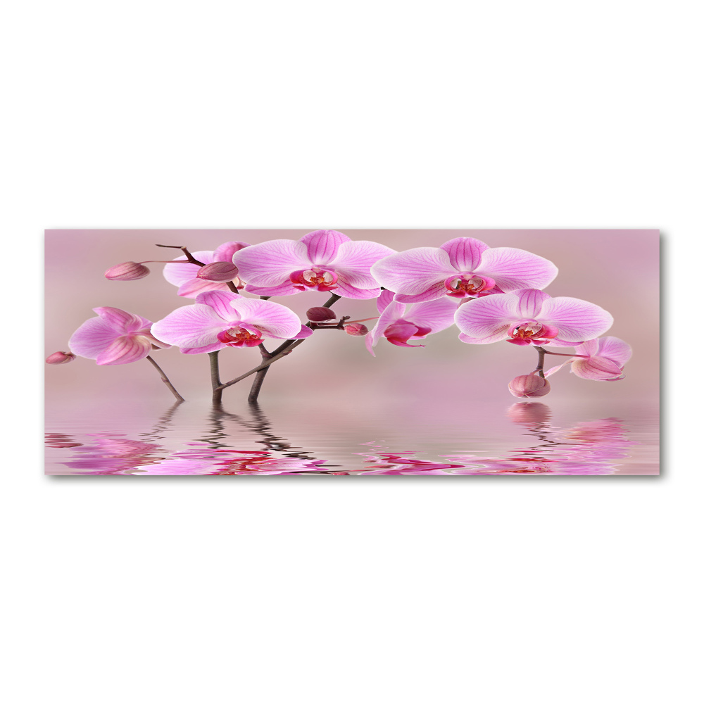 Foto obraz akrylový do obývačky Ružová orchidea