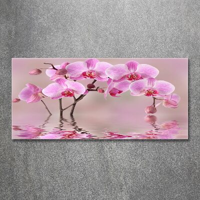 Foto obraz akrylový do obývačky Ružová orchidea