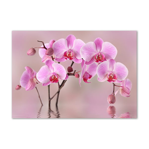 Foto obraz akrylový do obývačky Ružová orchidea