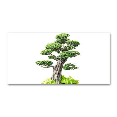 Foto obraz akryl zvislý do obývačky Bonsai