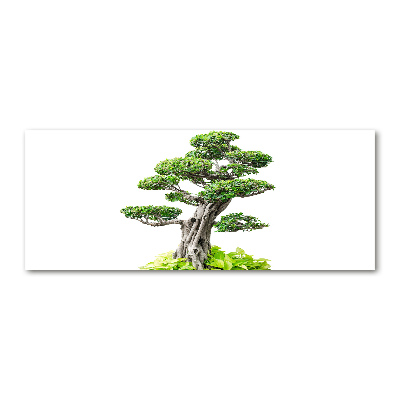 Foto obraz akryl zvislý do obývačky Bonsai