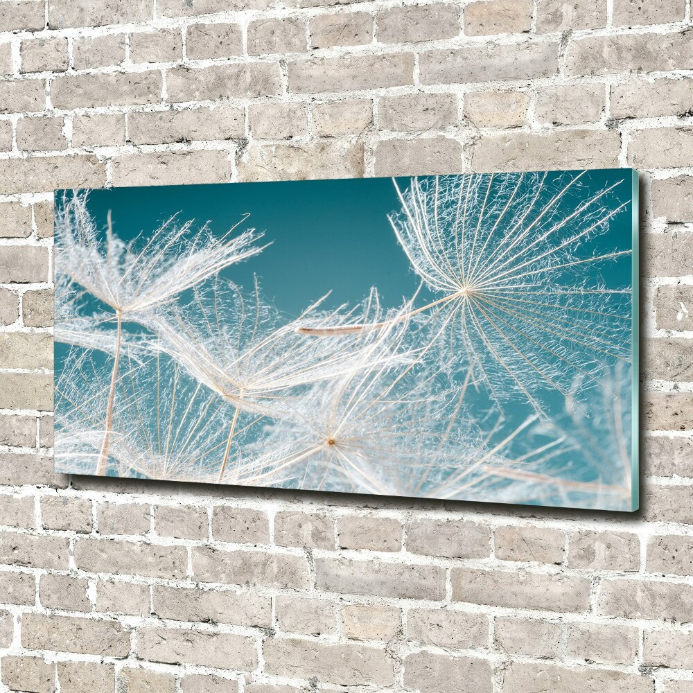 Foto obraz akrylový na stenu Semeno púpavy