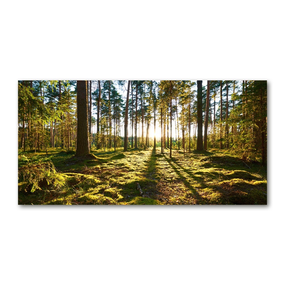 Foto obraz akrylový Sosnová les