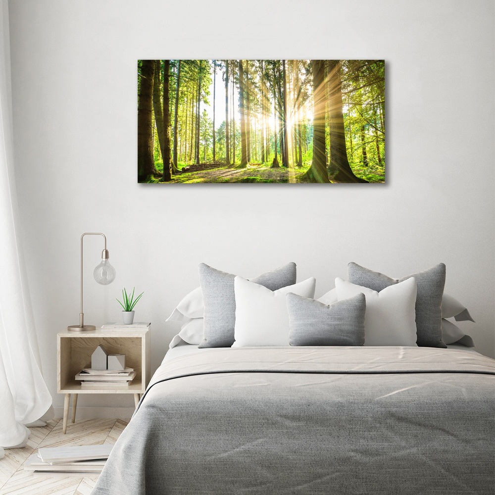 Foto obraz akrylový na stenu Les slnko