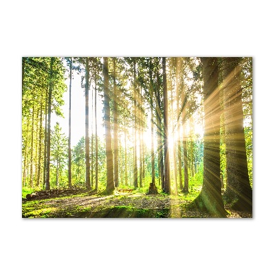 Foto obraz akrylový na stenu Les slnko