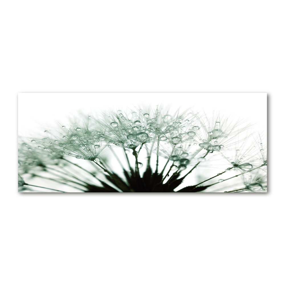 Foto obraz akrylový Semeno púpavy