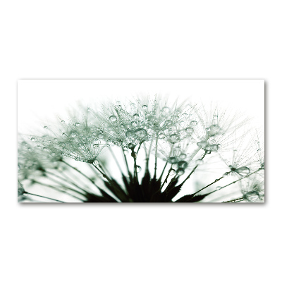 Foto obraz akrylový Semeno púpavy