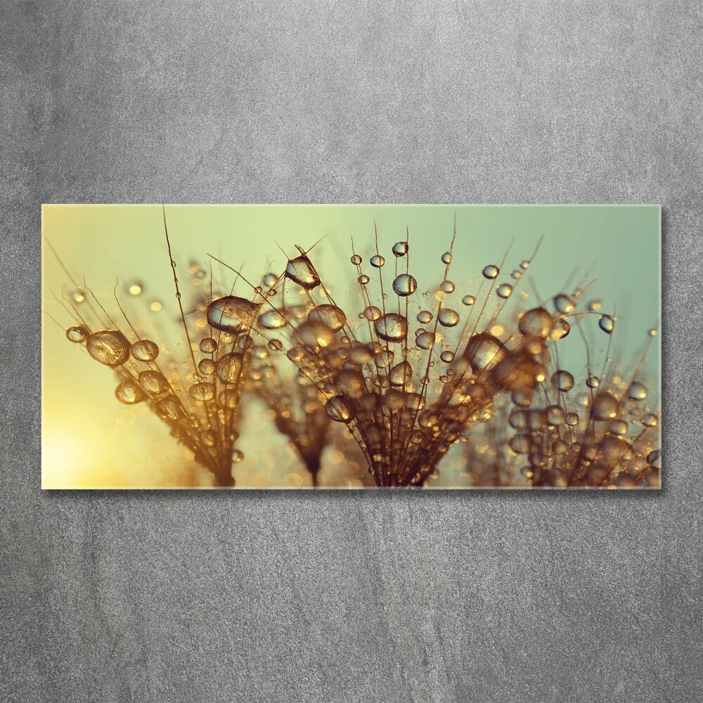 Foto obraz akrylové sklo Semeno púpavy