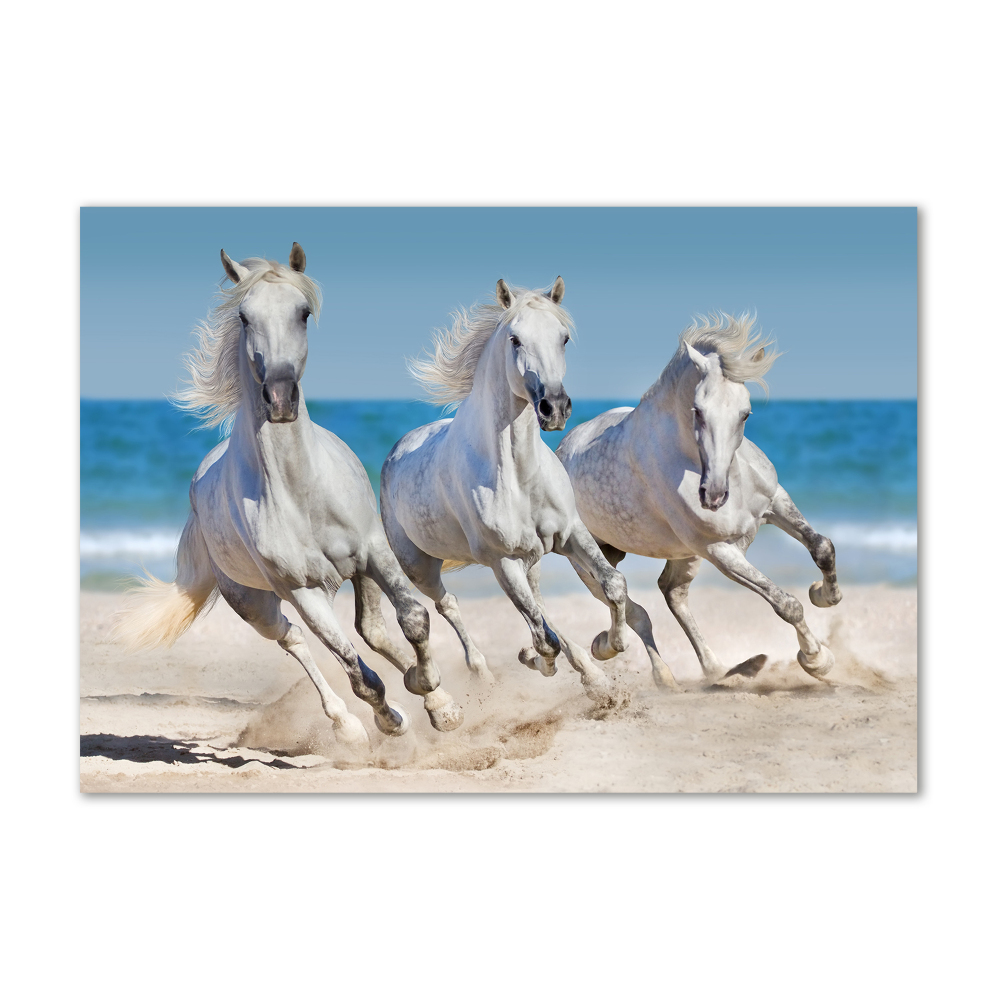 Foto obraz akrylový Biele kone pláž