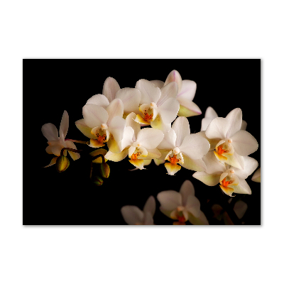 Moderný foto-obraz akryl na stenu Orchidea